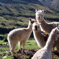 alpacas